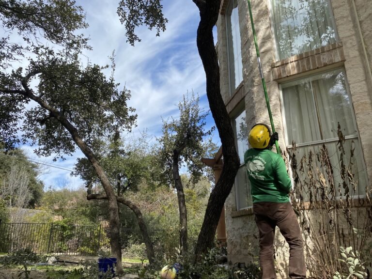 best tree trimming
