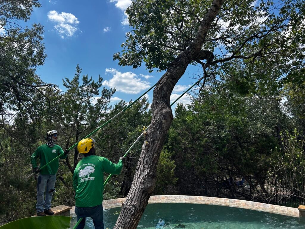 Tree Trimming in Georgetown