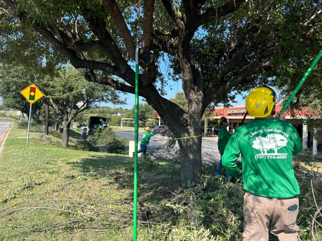 Tree Service Georgetown - Certified Arborist