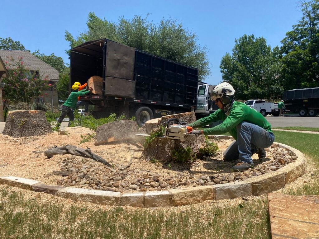isa certified arborist removing a tree