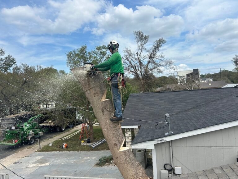 tree removal in Georgetown Texas by certified arborist safely