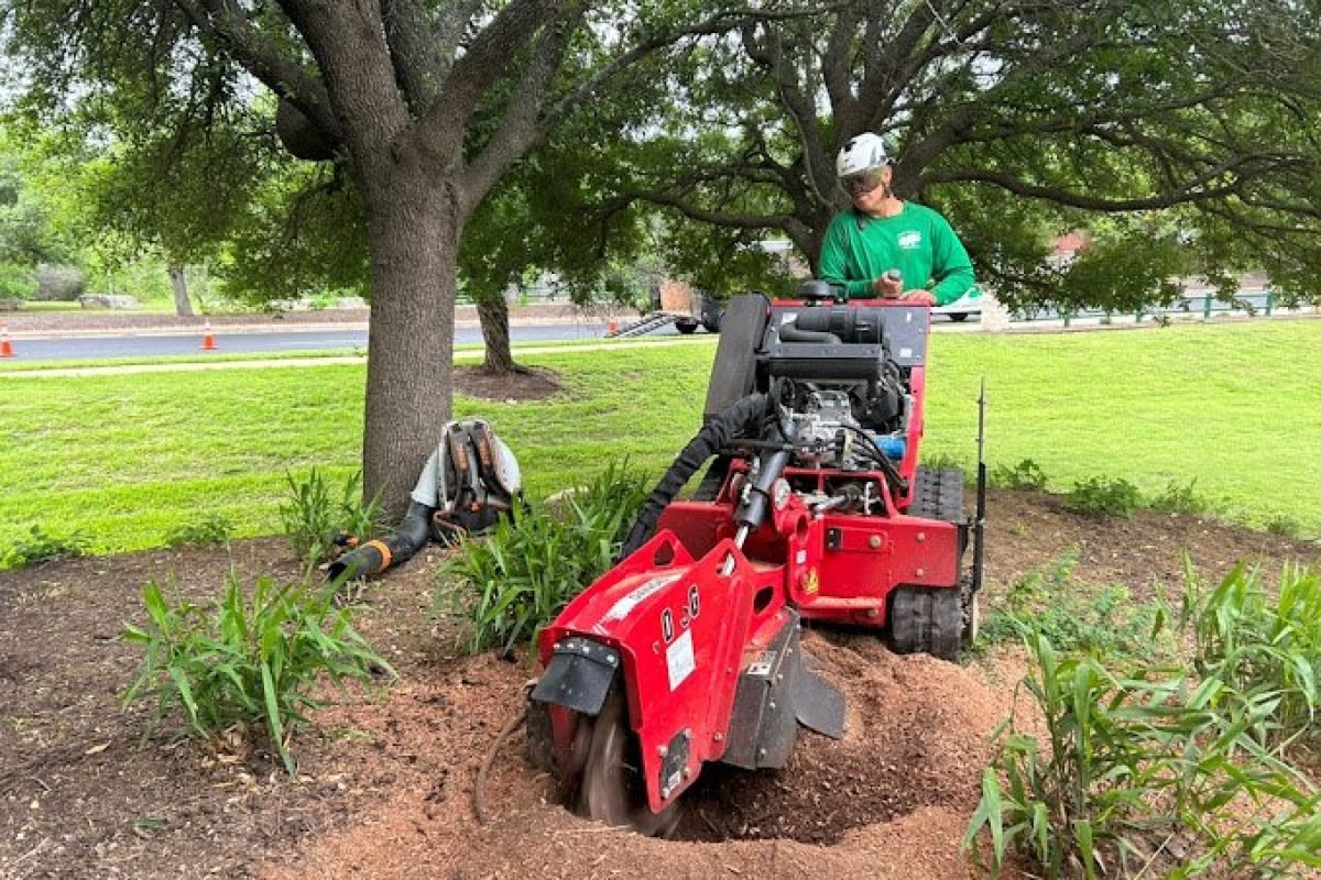 Stump grinding in cedar park