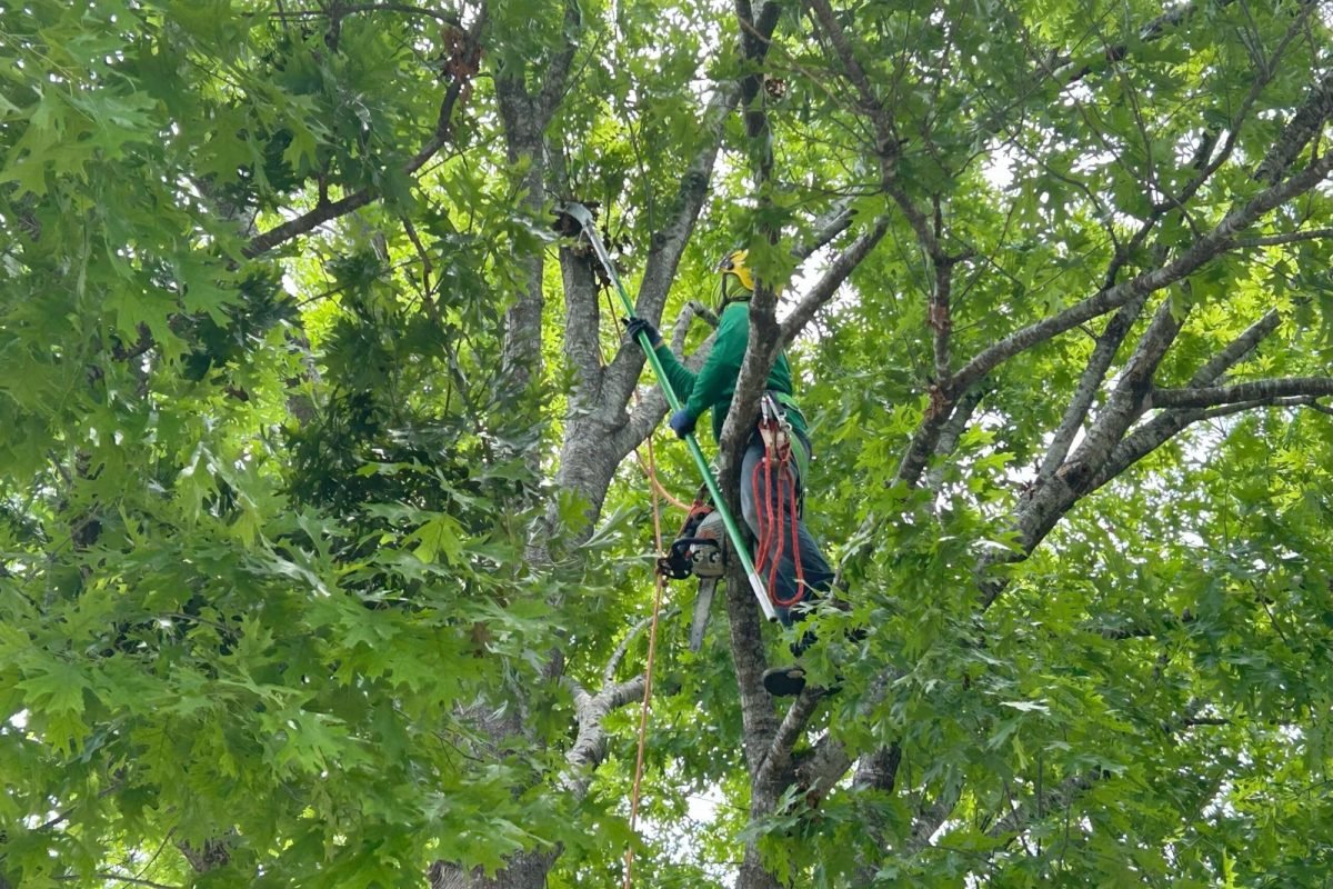 Tree-Pruning-Picture-1-scaled.jpeg