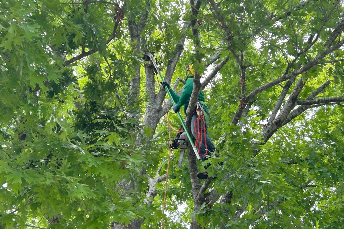 Tree Pruning Picture (1)