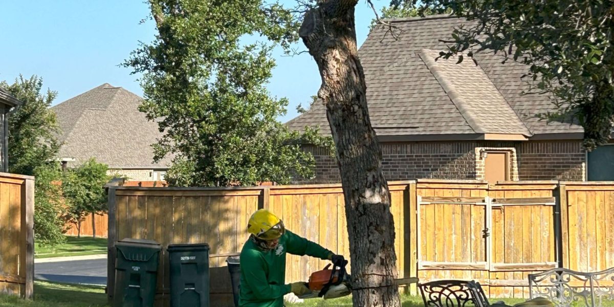 Tree Removal (1)